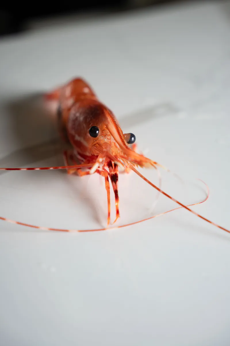 A whole live spot prawn, one of the ingredients sourced for Lilli